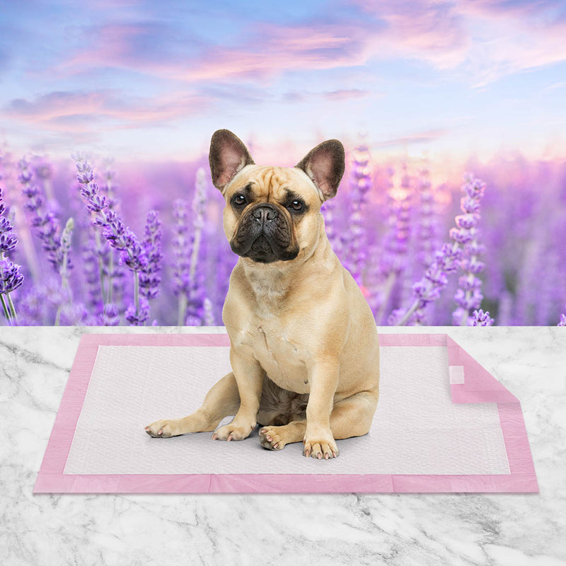 PaWz Pet Training Pads Puppy Dog Pads Absorbent Cushion Lavender Scent 200Pcs