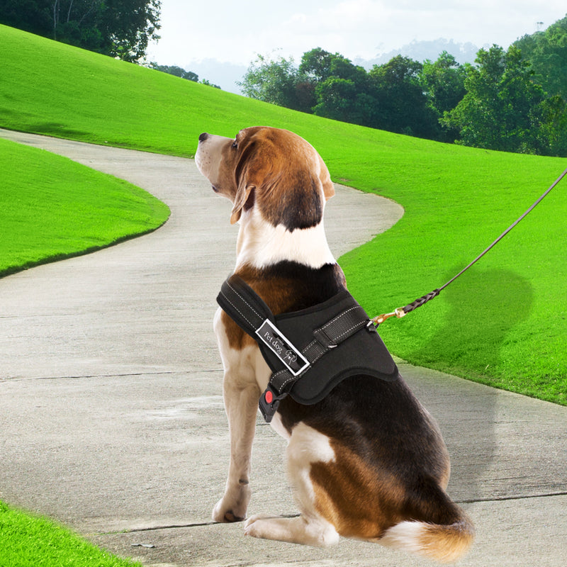 Dog Adjustable Harness Support Pet Training Control Safety Hand Strap Size M