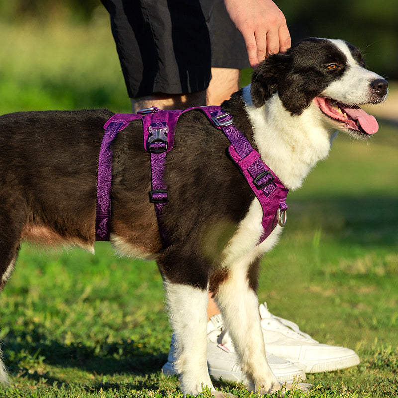 Whinhyepet Harness Purple 2XS