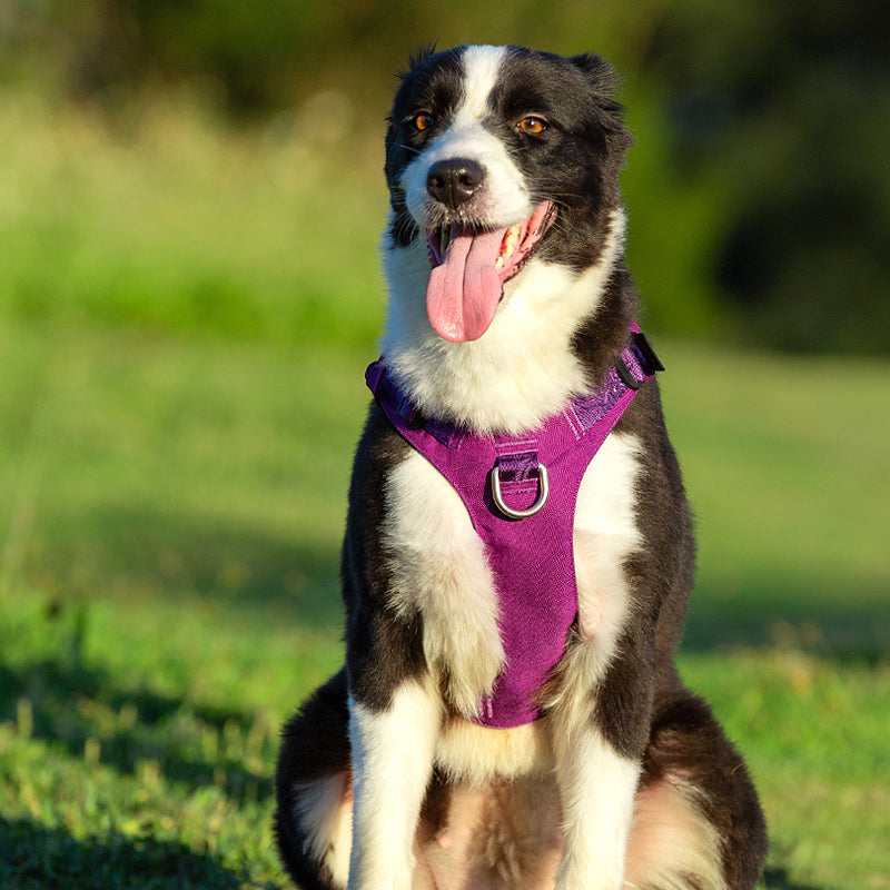 Whinhyepet Harness Purple L